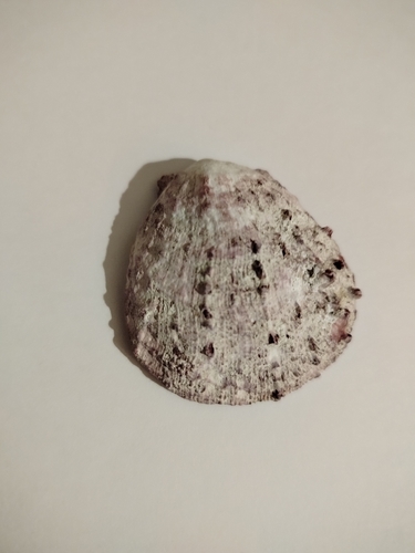 European Thorny Oyster