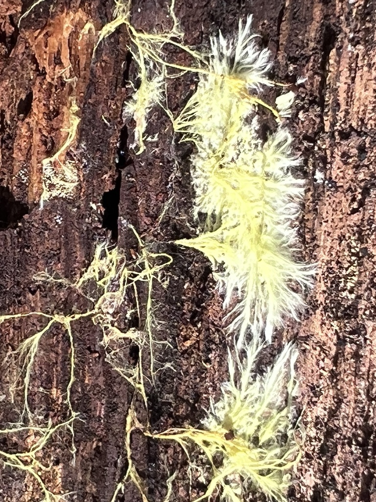 Xenasmatella vaga · April 2026 · photo: © imasongster (iNaturalist, cc-by)