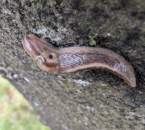 Lehmannia marginata