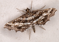 Diasemiopsis ramburialis