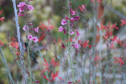 Parry's beardtongue (Penstemon parryi)