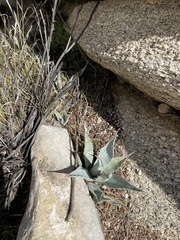 Agave simplex