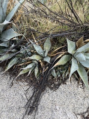 Agave simplex