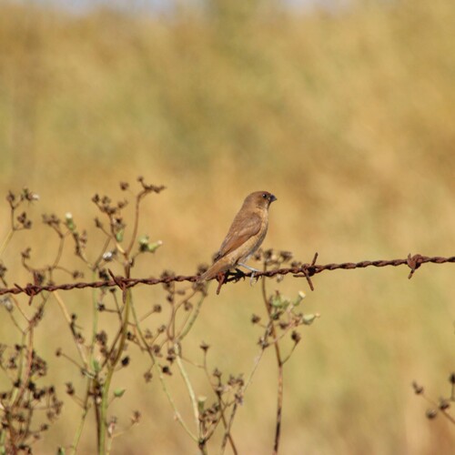 iNaturalist observation photo of Scaly-breasted Munia