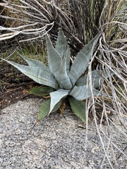 Agave simplex