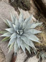 Agave simplex