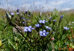 Comastoma malyschevii