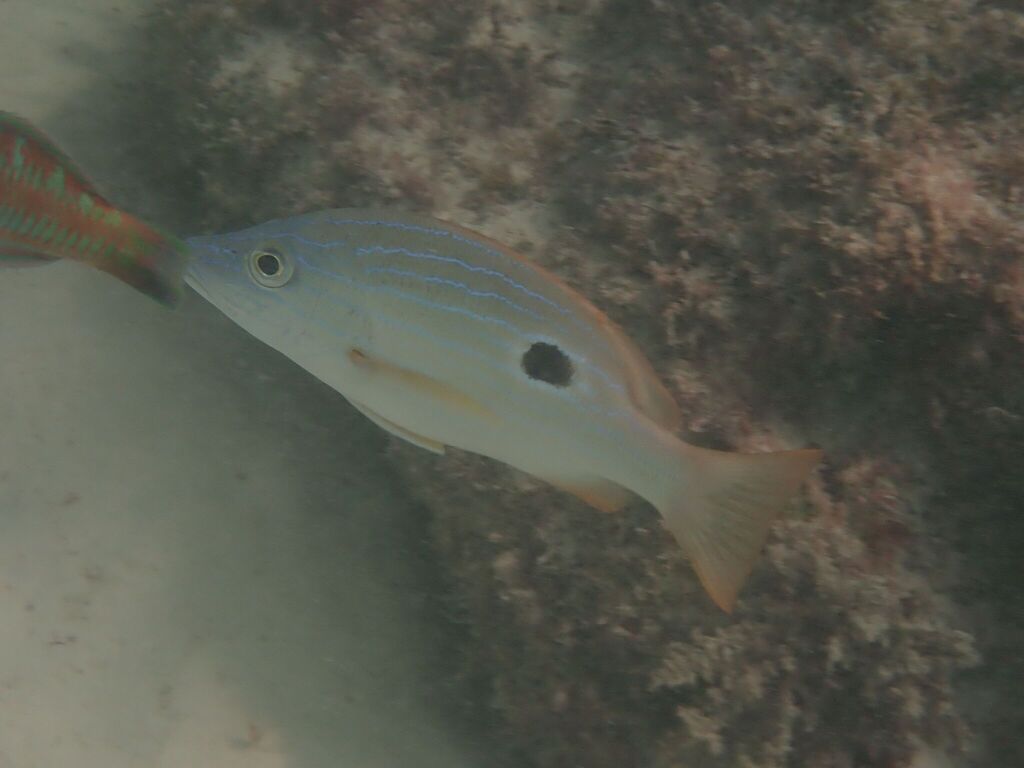 Blueline snapper (Lutjanus coeruleolineatus) — Lutjanidae