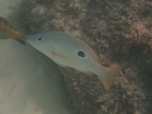 Blueline snapper (Lutjanus coeruleolineatus) — Lutjanidae
