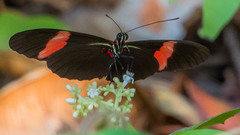 Heliconius erato hydara