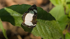 Janatella leucodesma