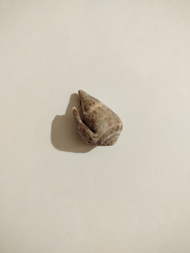 Mediterranean Cone Snail