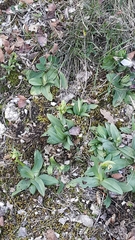 Ophrys sphegodes sphegodes