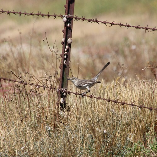 iNaturalist observation photo of Northern Mockingbird