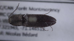 Corymbitodes pygmaeus