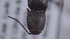 Corymbitodes pygmaeus