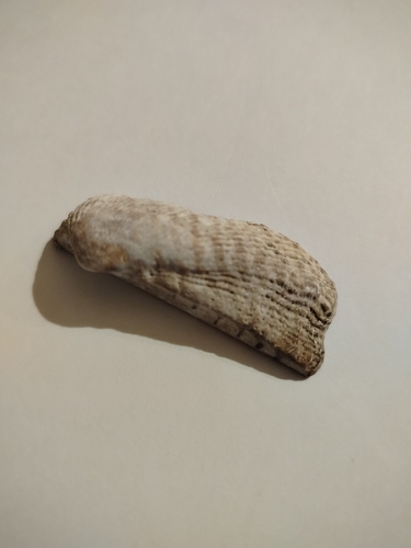 Noah's Ark shell
