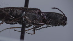 Corymbitodes pygmaeus