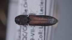 Isorhipis obliqua