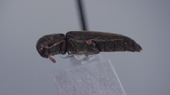 Isorhipis obliqua