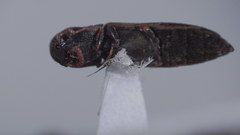Isorhipis obliqua