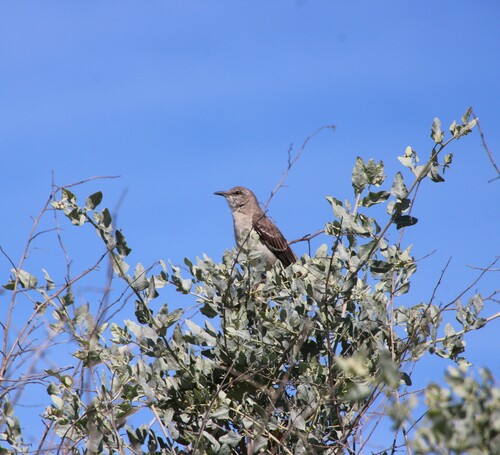 iNaturalist observation photo of Northern Mockingbird