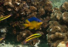 Stegastes flavilatus