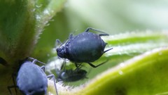 Aphis sambuci