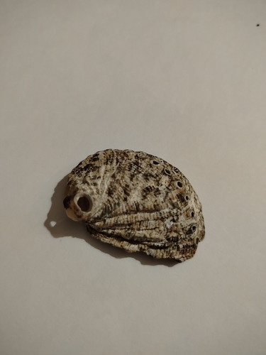 Haliotis tuberculata tuberculata