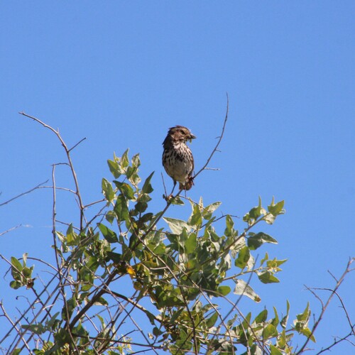 iNaturalist observation photo of Song Sparrow