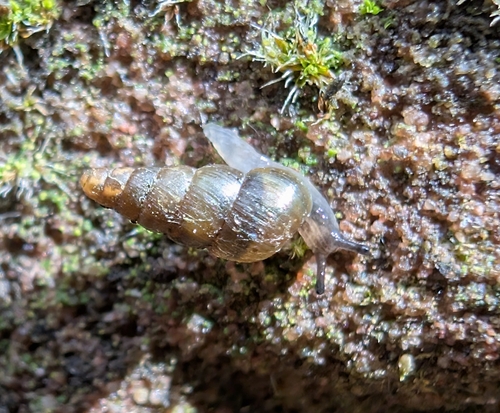 Balea heydeni