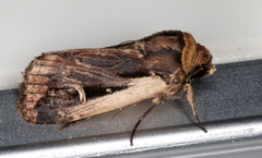 Proteuxoa tortisigna