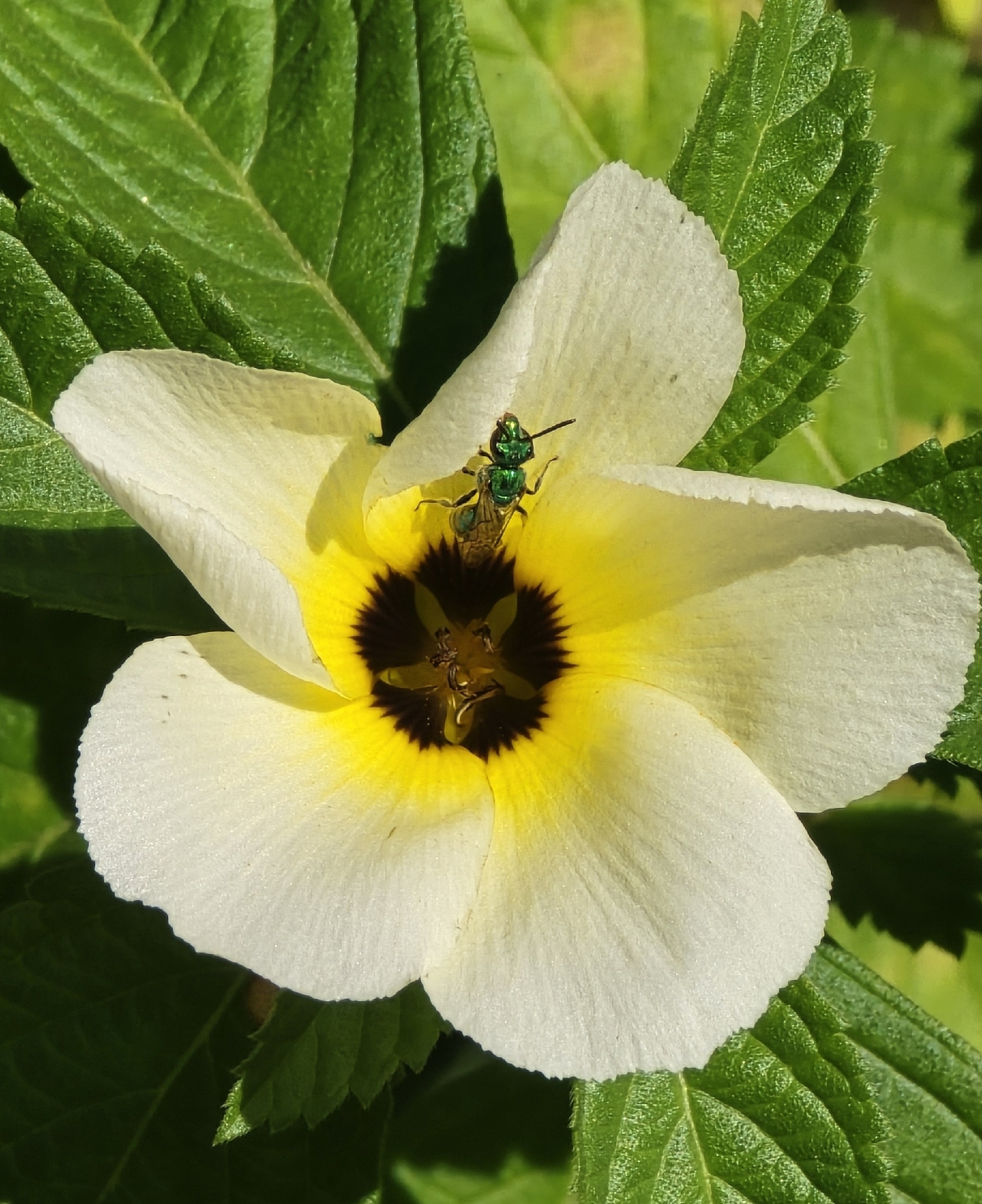 Politician's Flower (Turnera subulata)