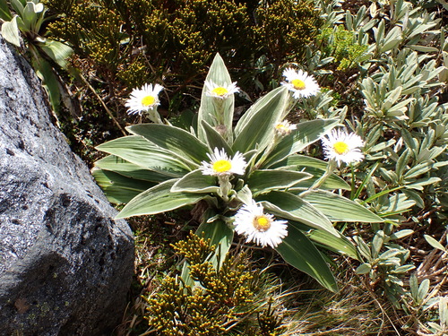 Celmisia verbascifolia, photograph 6