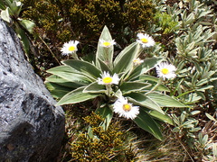 Celmisia verbascifolia, photograph (c) Benjamin Lavin, some rights reserved (CC BY)