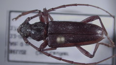Elaphidion mimeticum