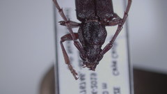 Elaphidion mimeticum