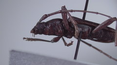Elaphidion mimeticum