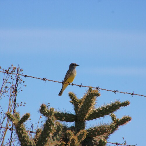 iNaturalist observation photo of Cassin's Kingbird