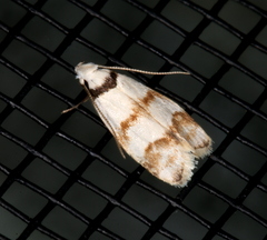 Chezala brachypepla