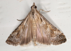 Nomophila corticalis