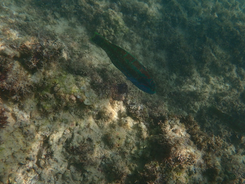 Eastern Pacific rainbow wrasse (Thalassoma loxum) — Labridae — 5