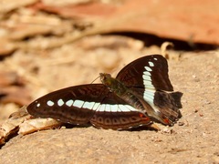 Sumalia daraxa