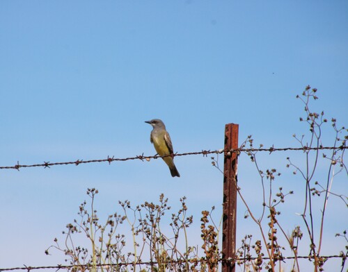iNaturalist observation photo of Cassin's Kingbird