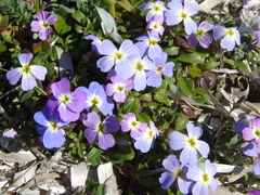 Malcolmia maritima