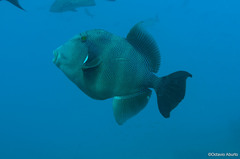 Pseudobalistes naufragium