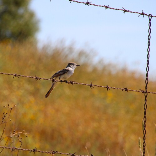 iNaturalist observation photo of Ash-throated Flycatcher