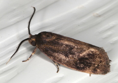 Pycnocera