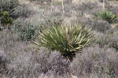Dasylirion cedrosanum