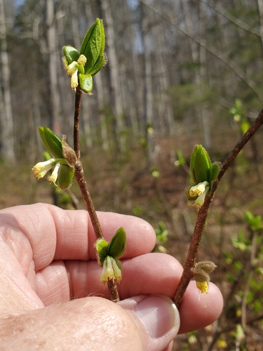 eastern leatherwood (Dirca palustris)